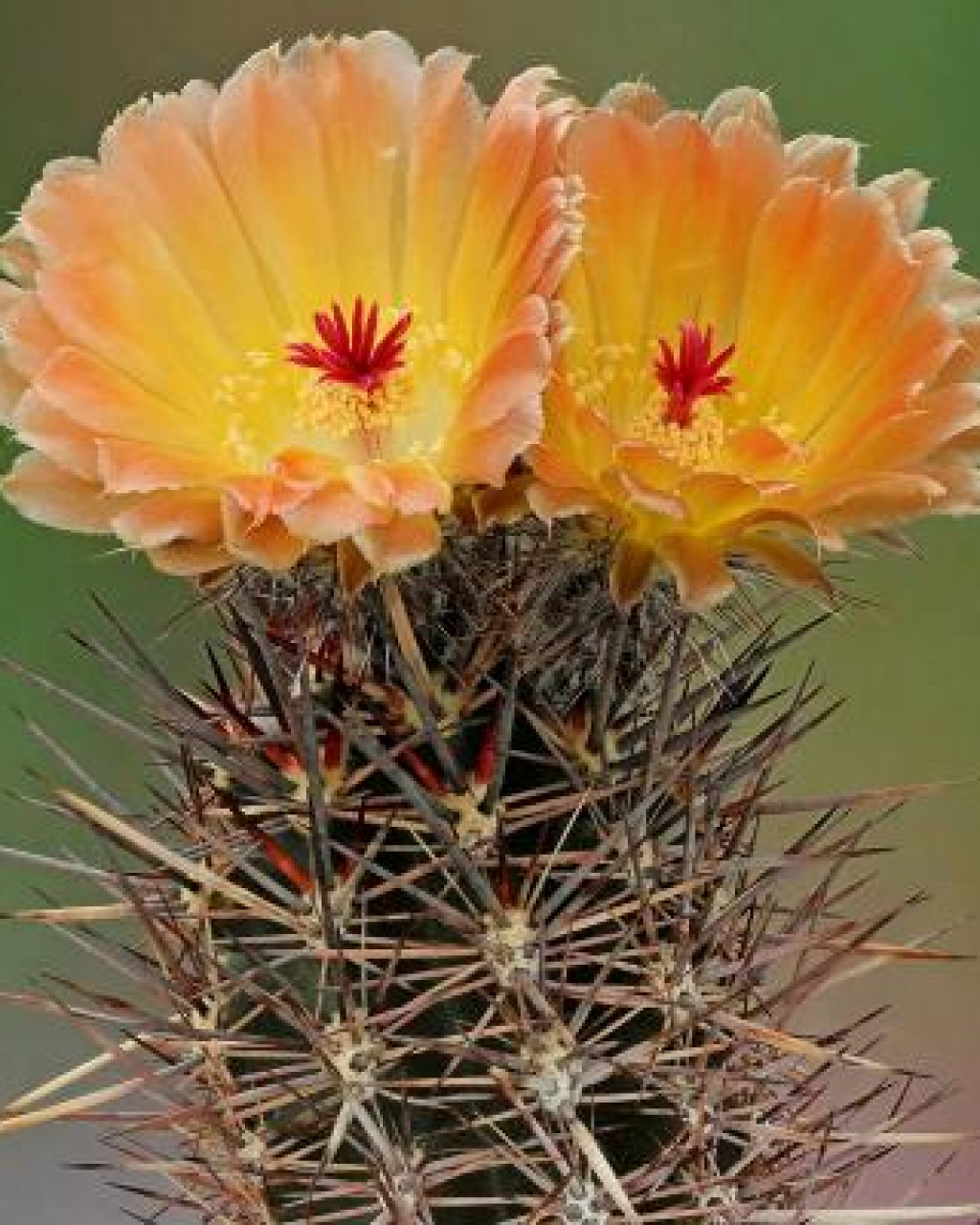 Austrocactus coxii