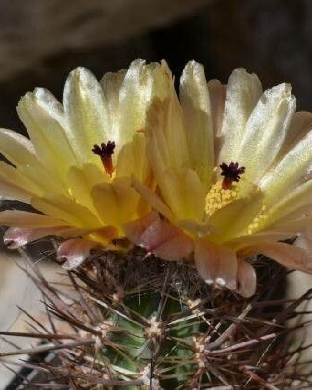 Austrocactus philippii