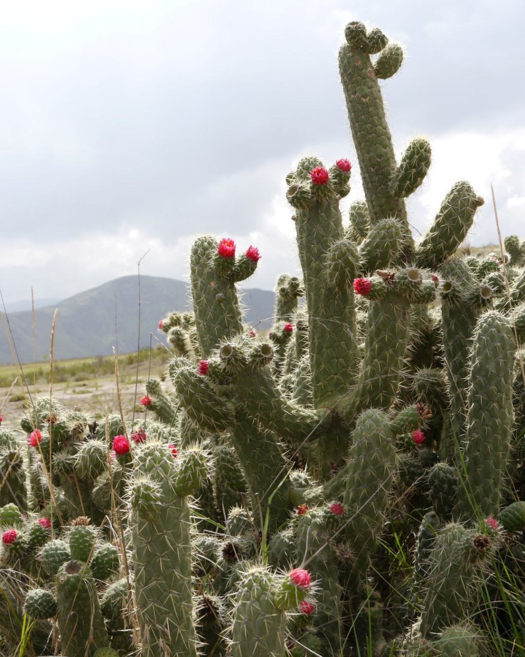 Austrocylindropuntia cylindrica