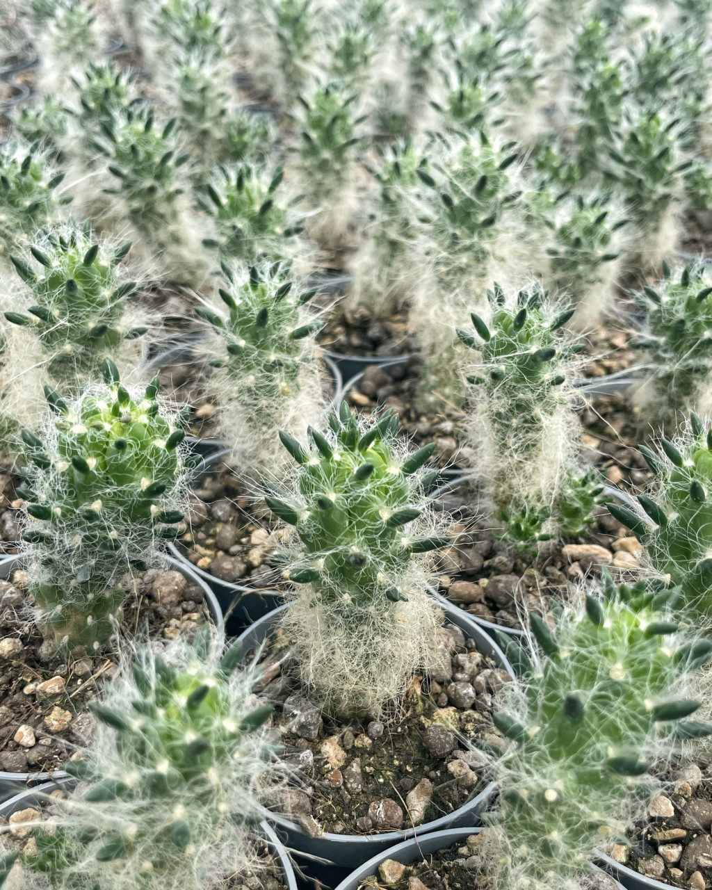Austrocylindropuntia floccosa