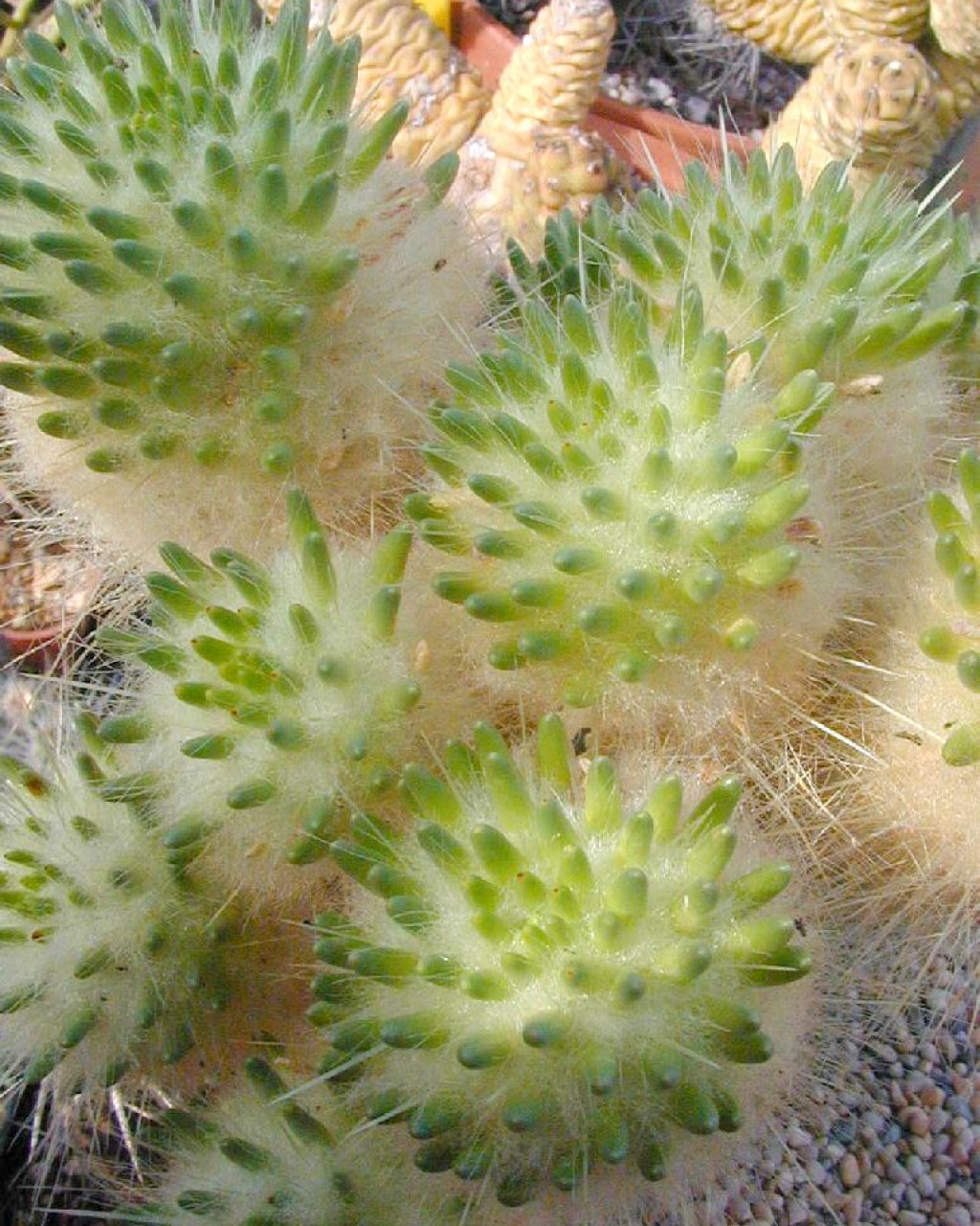 Austrocylindropuntia lagopus