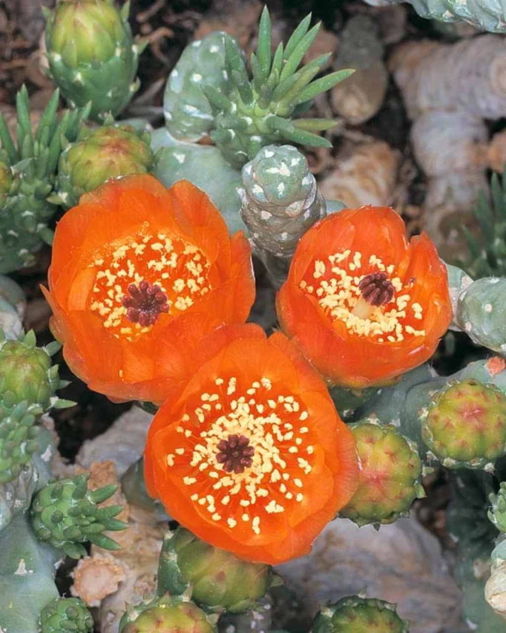 Austrocylindropuntia verschaffeltii