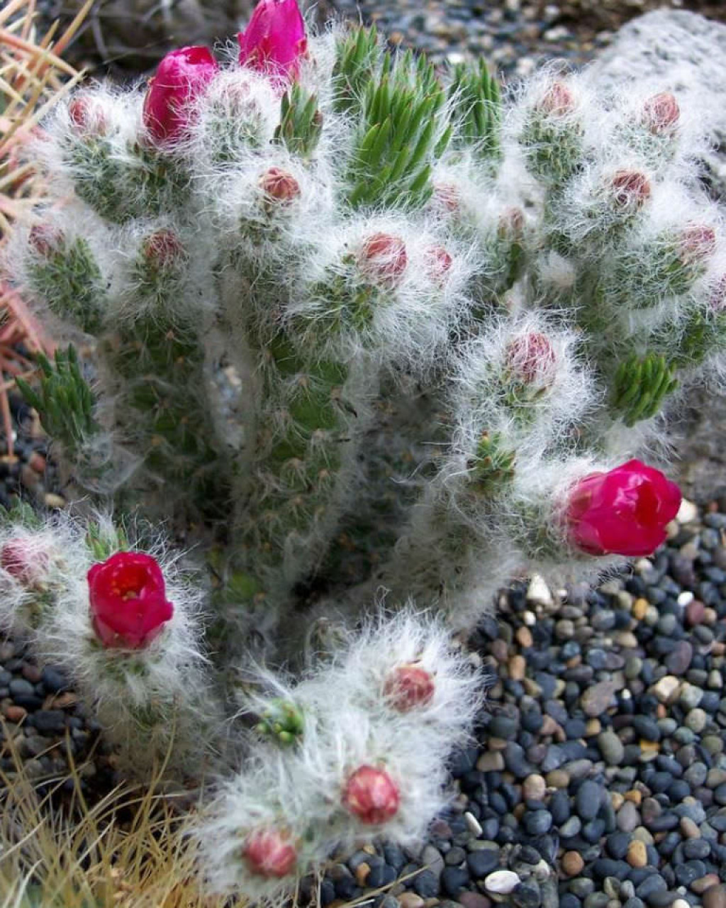 Austrocylindropuntia vestita