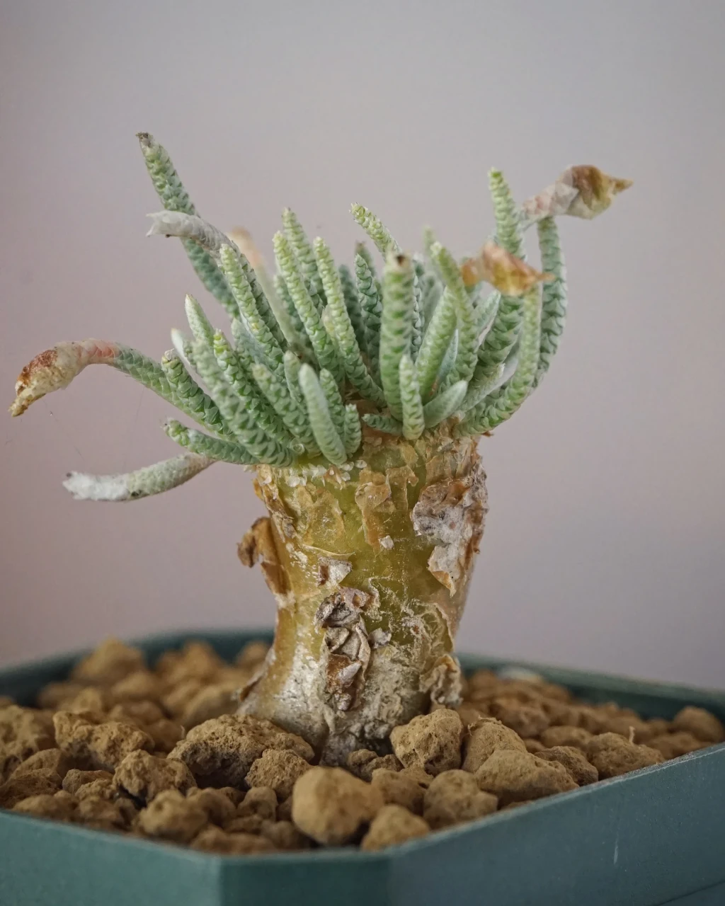 Avonia quinaria