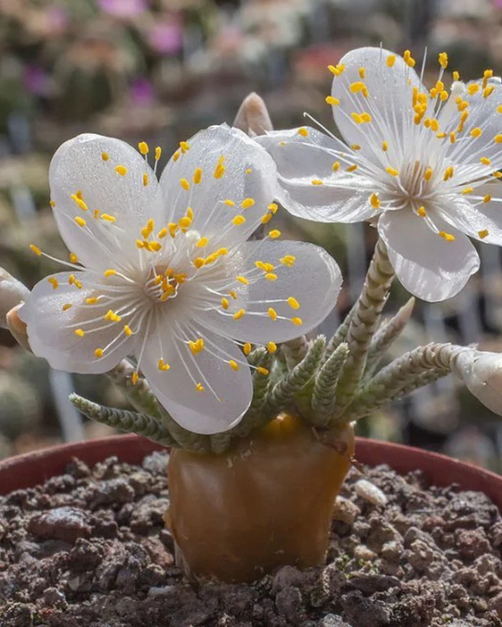 Avonia quinaria ssp. alstonii