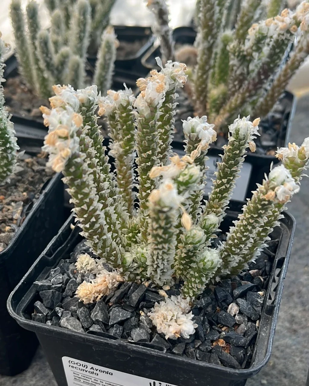 Avonia recurvata