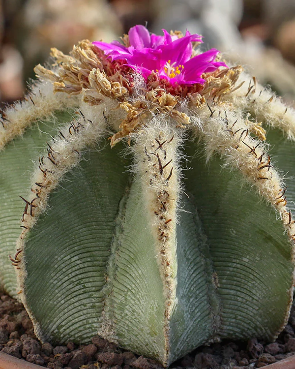 Aztekium hintonii
