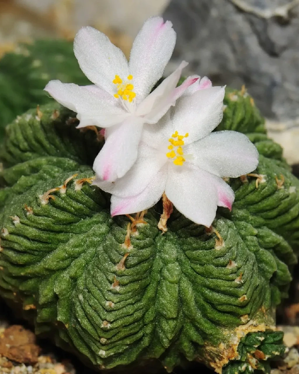 Aztekium ritteri