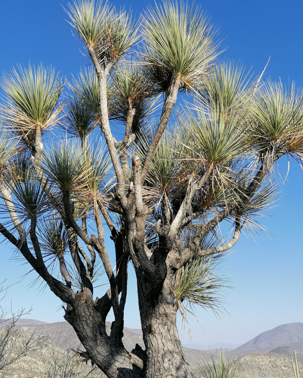 Beaucarnea gracilis