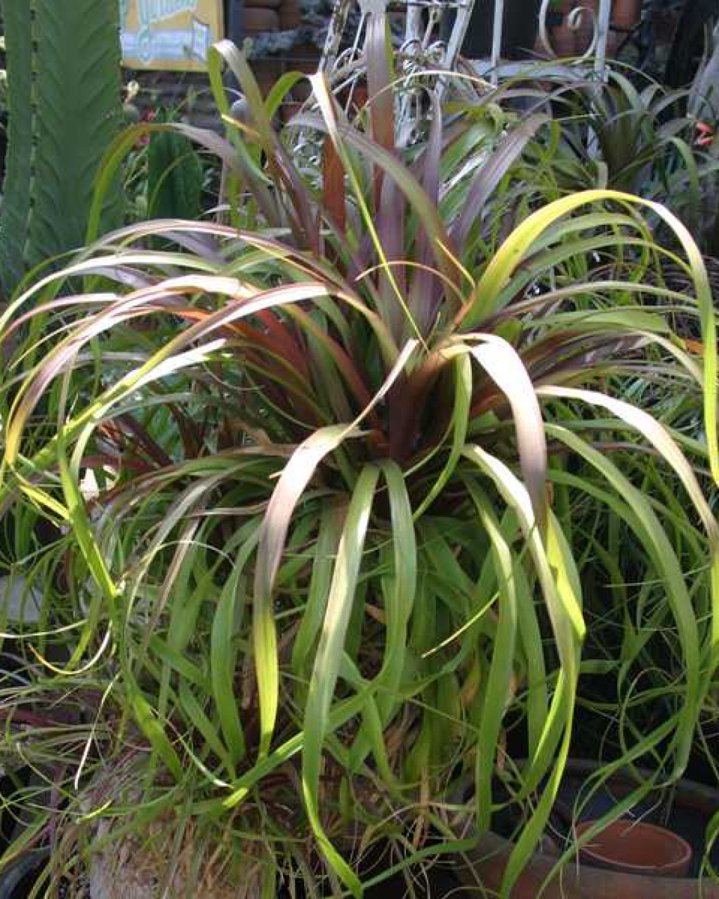 Beaucarnea guatemalensis