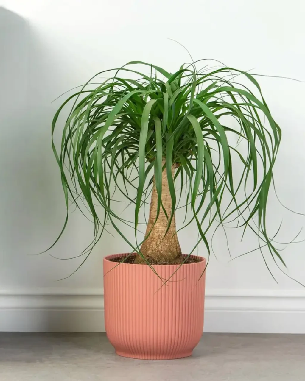 Beaucarnea recurvata