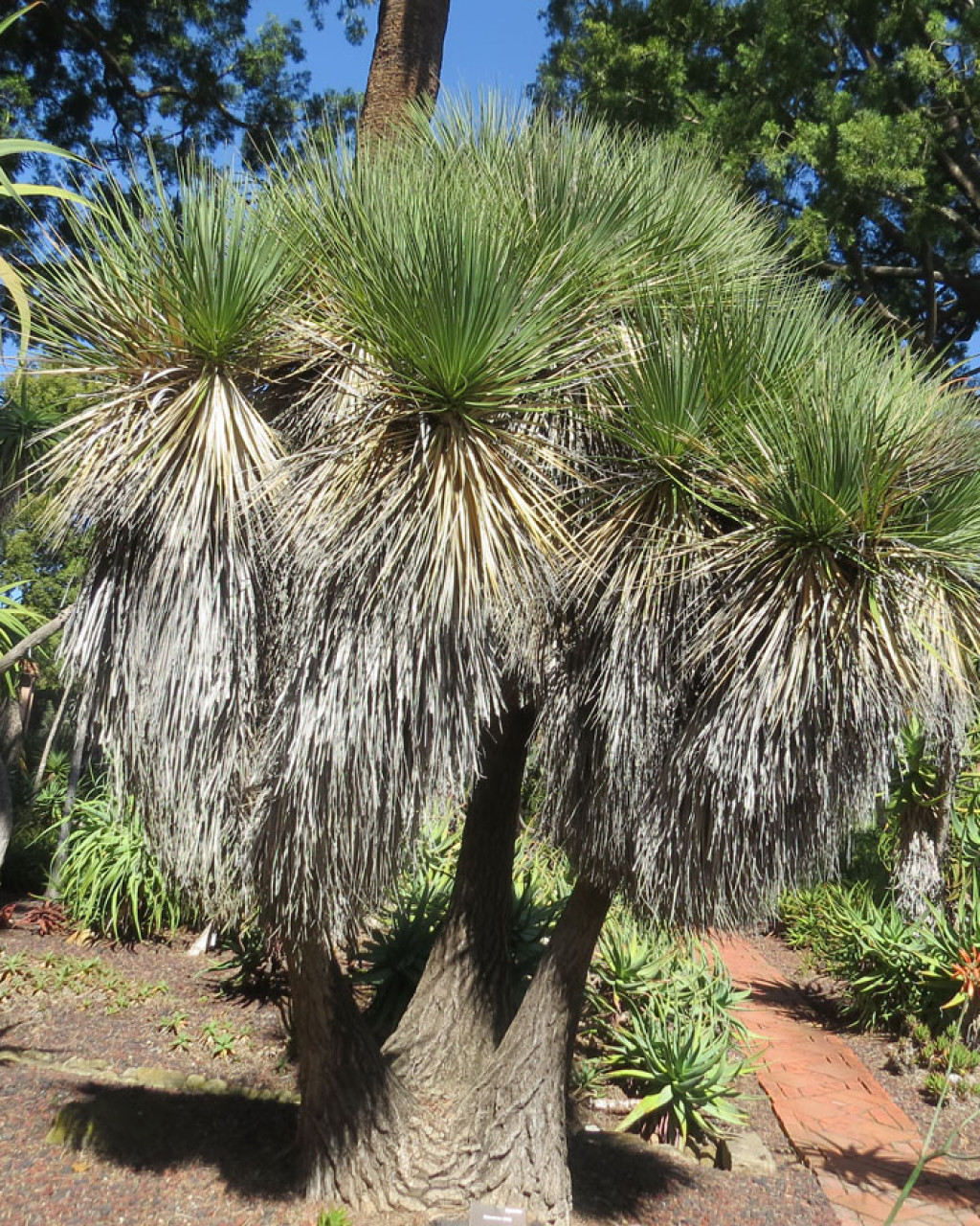 Beaucarnea stricta