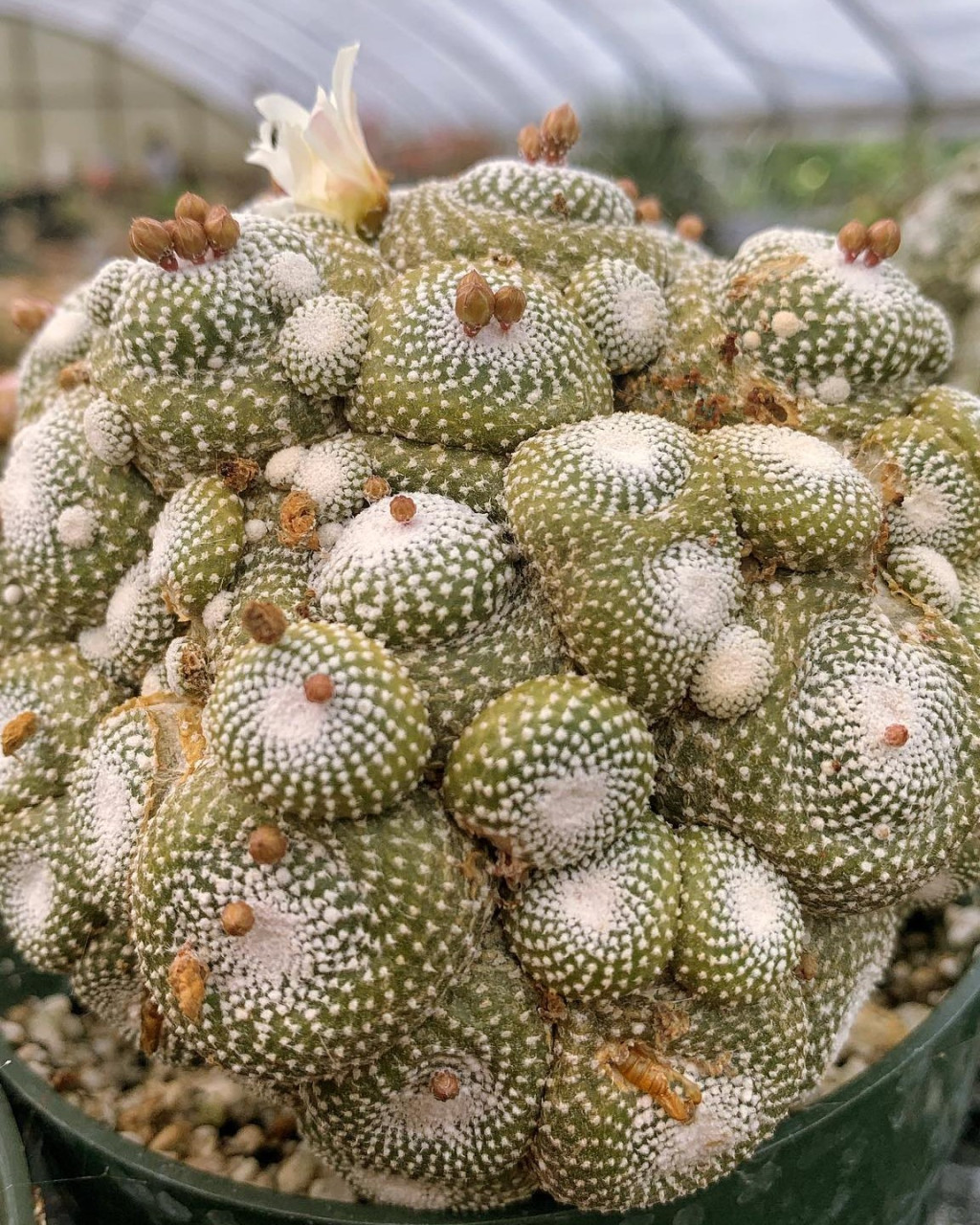 Blossfeldia liliputana