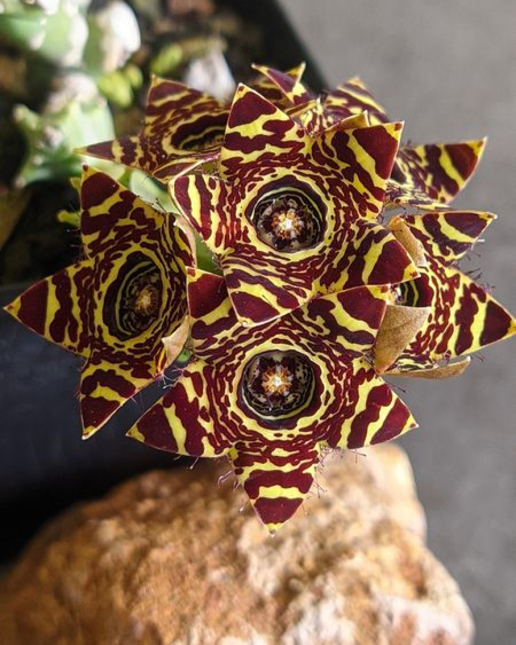 Boucerosia crenulata