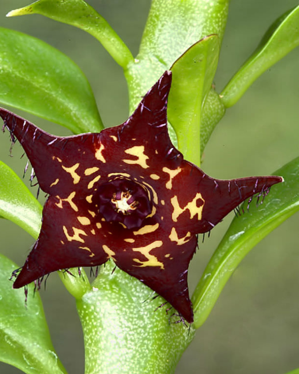 Boucerosia frerei