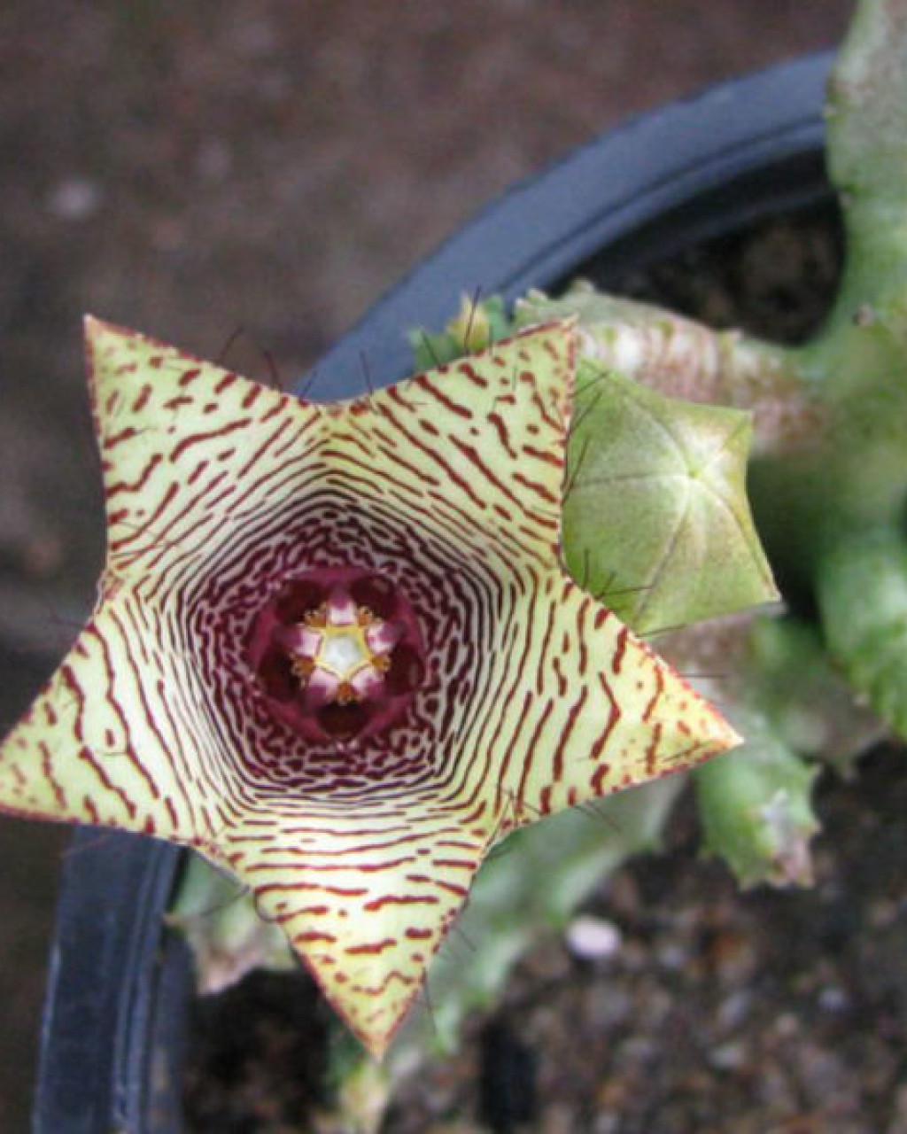 Boucerosia pauciflora