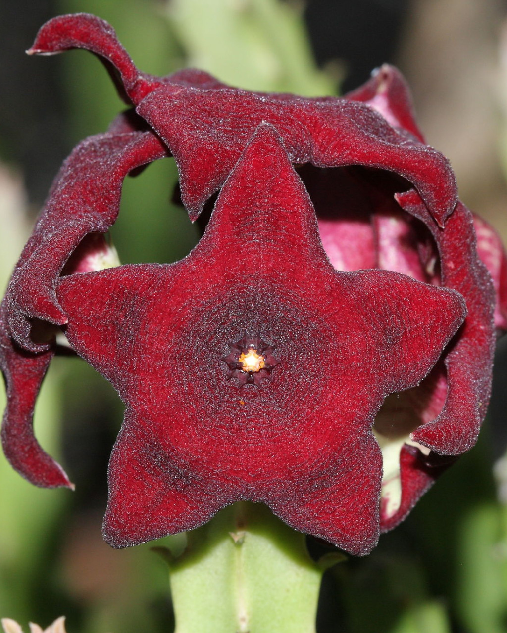 Boucerosia umbellata