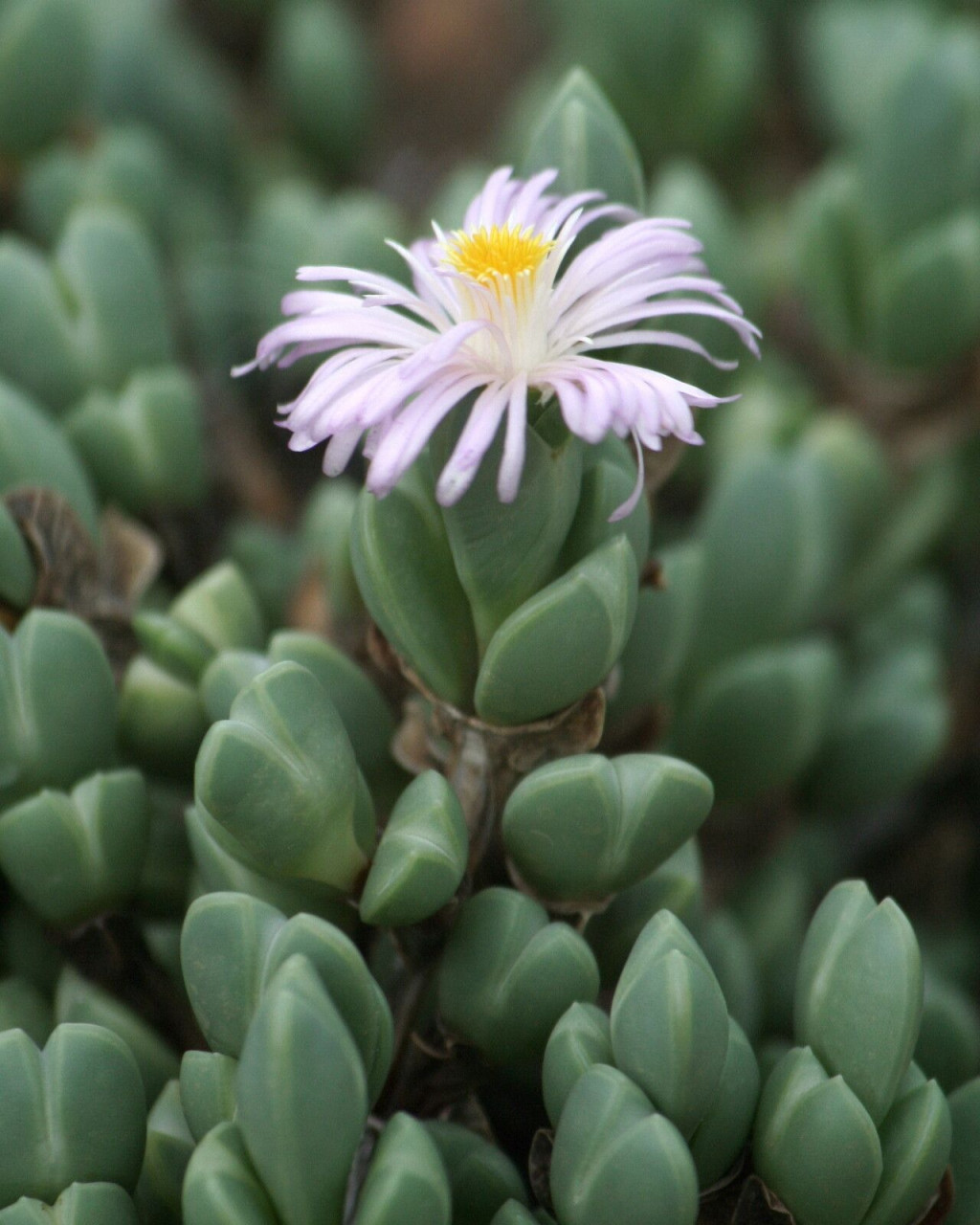 Braunsia apiculata