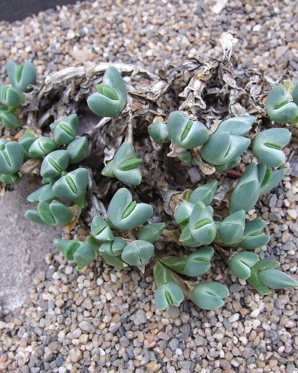 Braunsia geminata