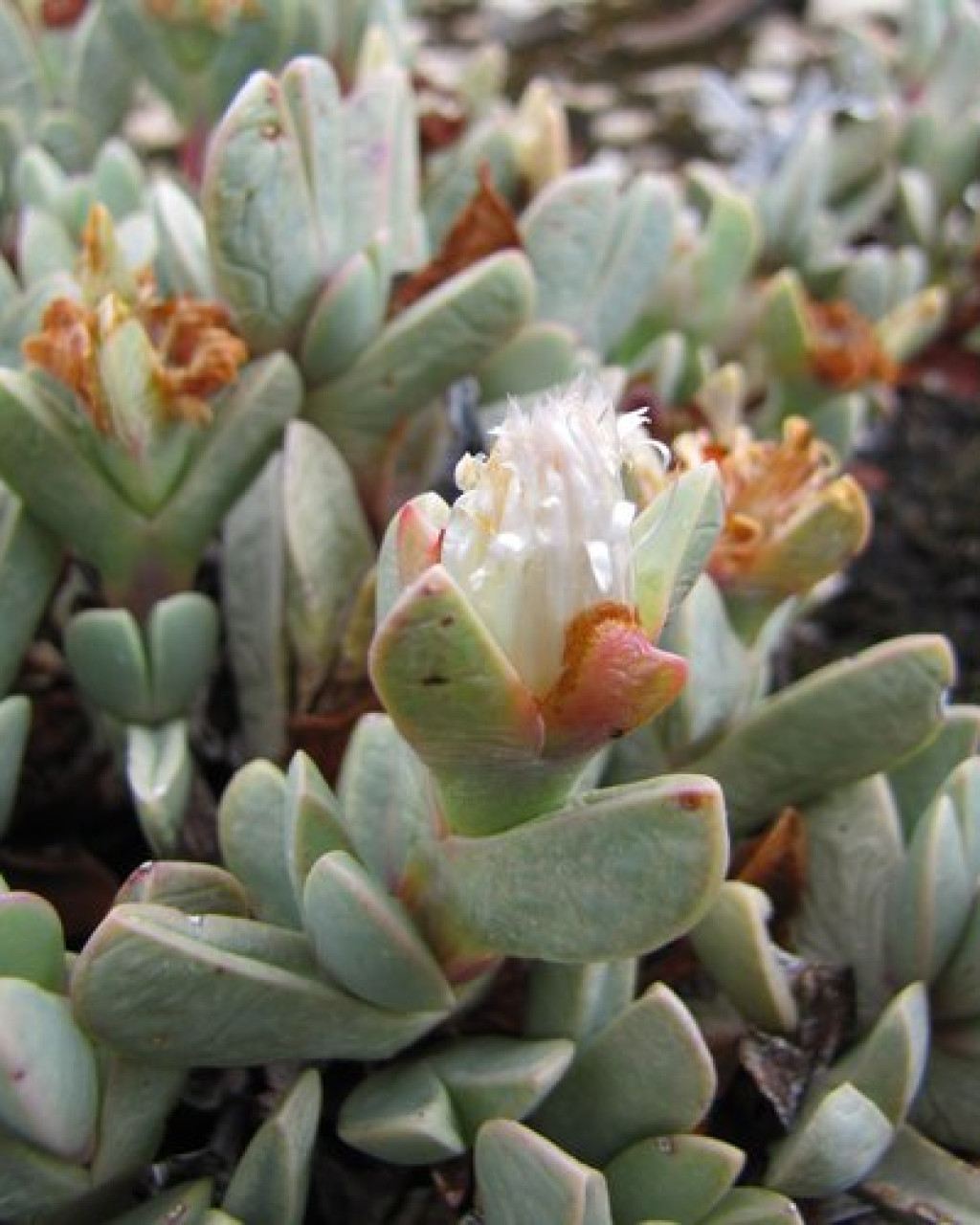 Braunsia vanrensburgii