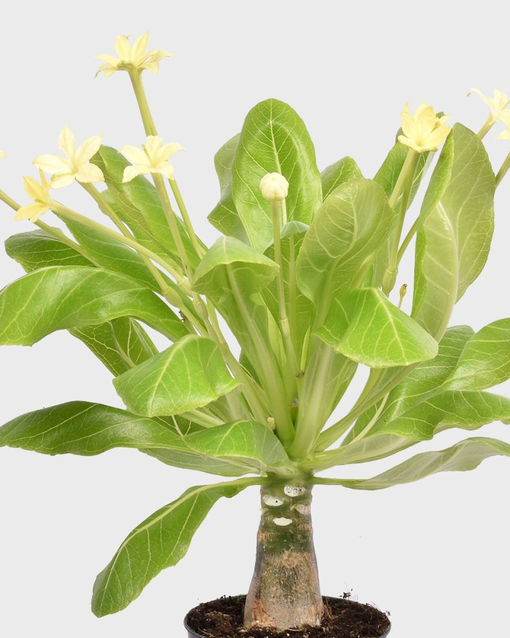Brighamia insignis