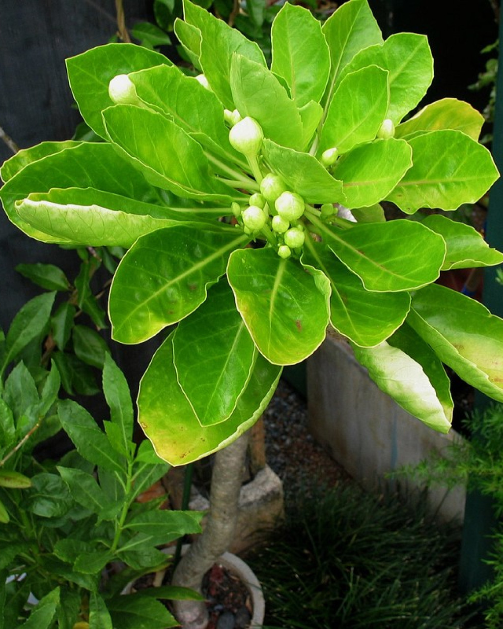 Brighamia rockii