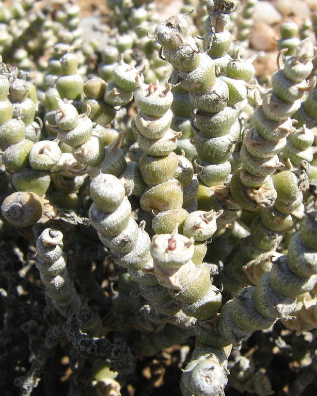 Brownanthus pubescens