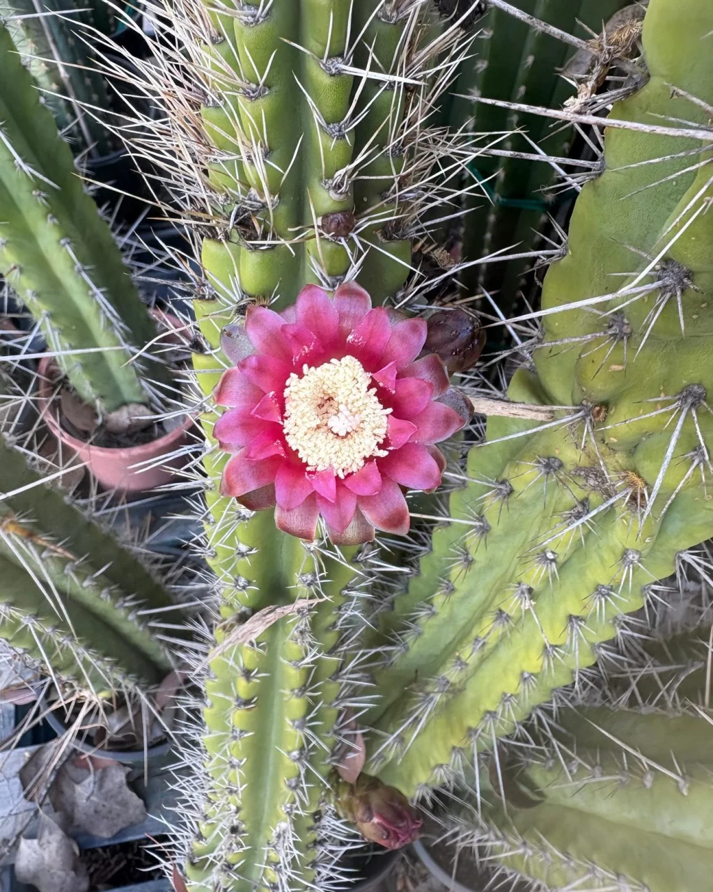 Browningia caineana