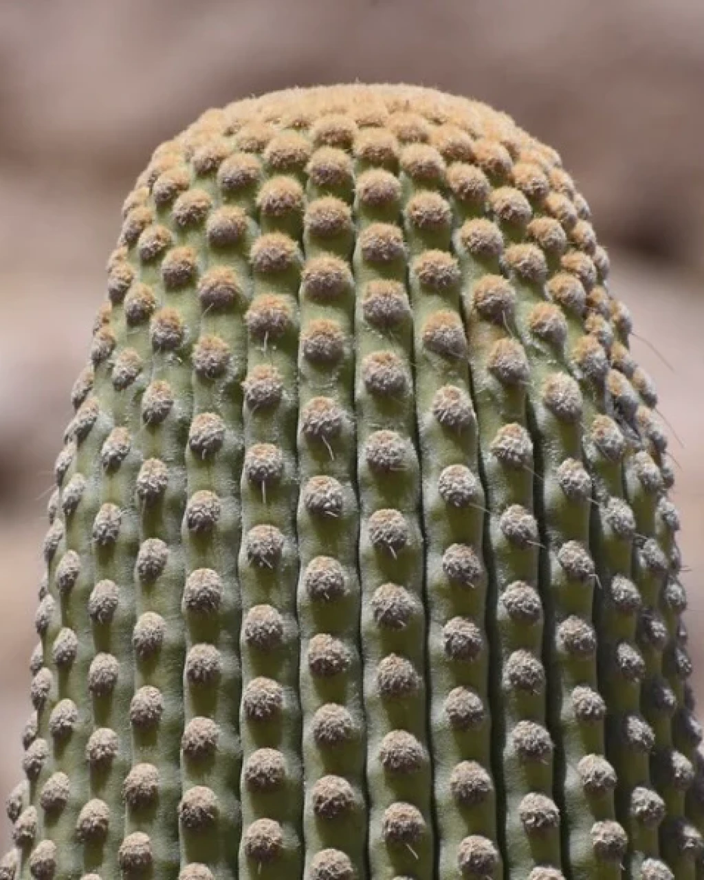 Browningia candelaris