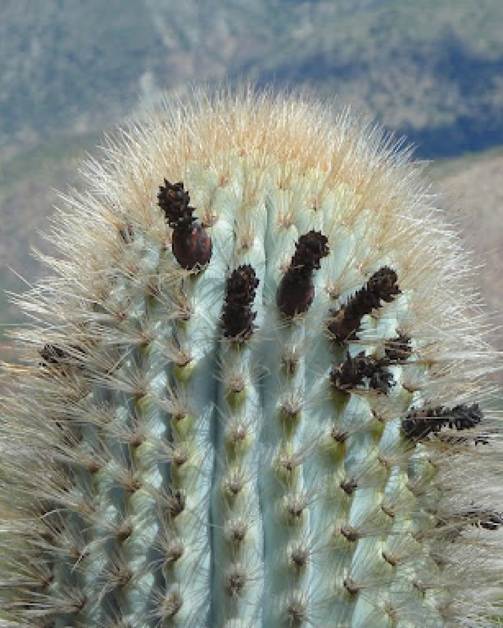 Browningia columnaris