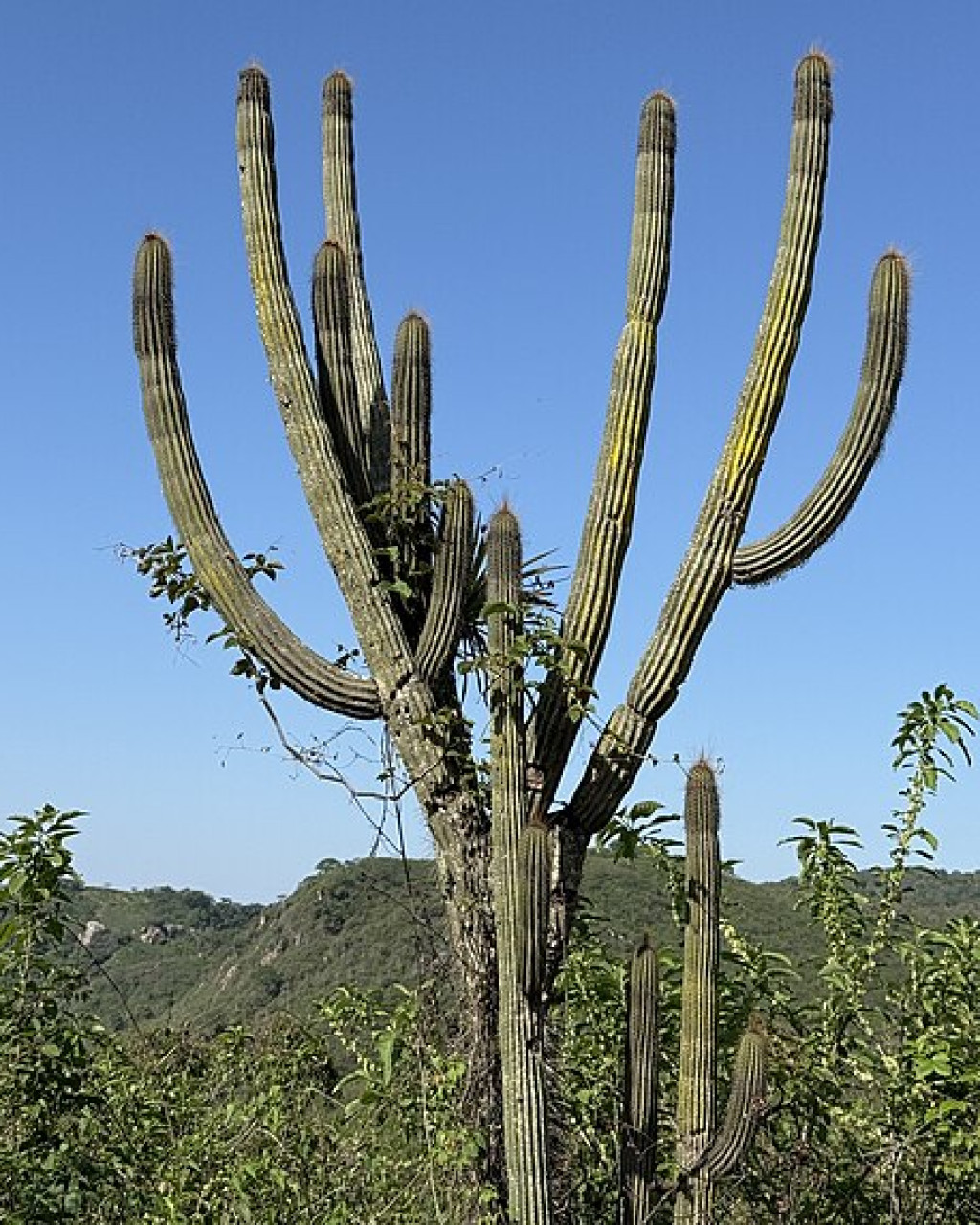 Browningia microsperma