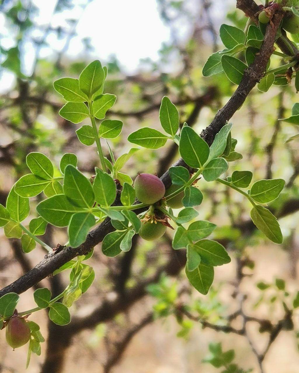 Bursera fagaroides