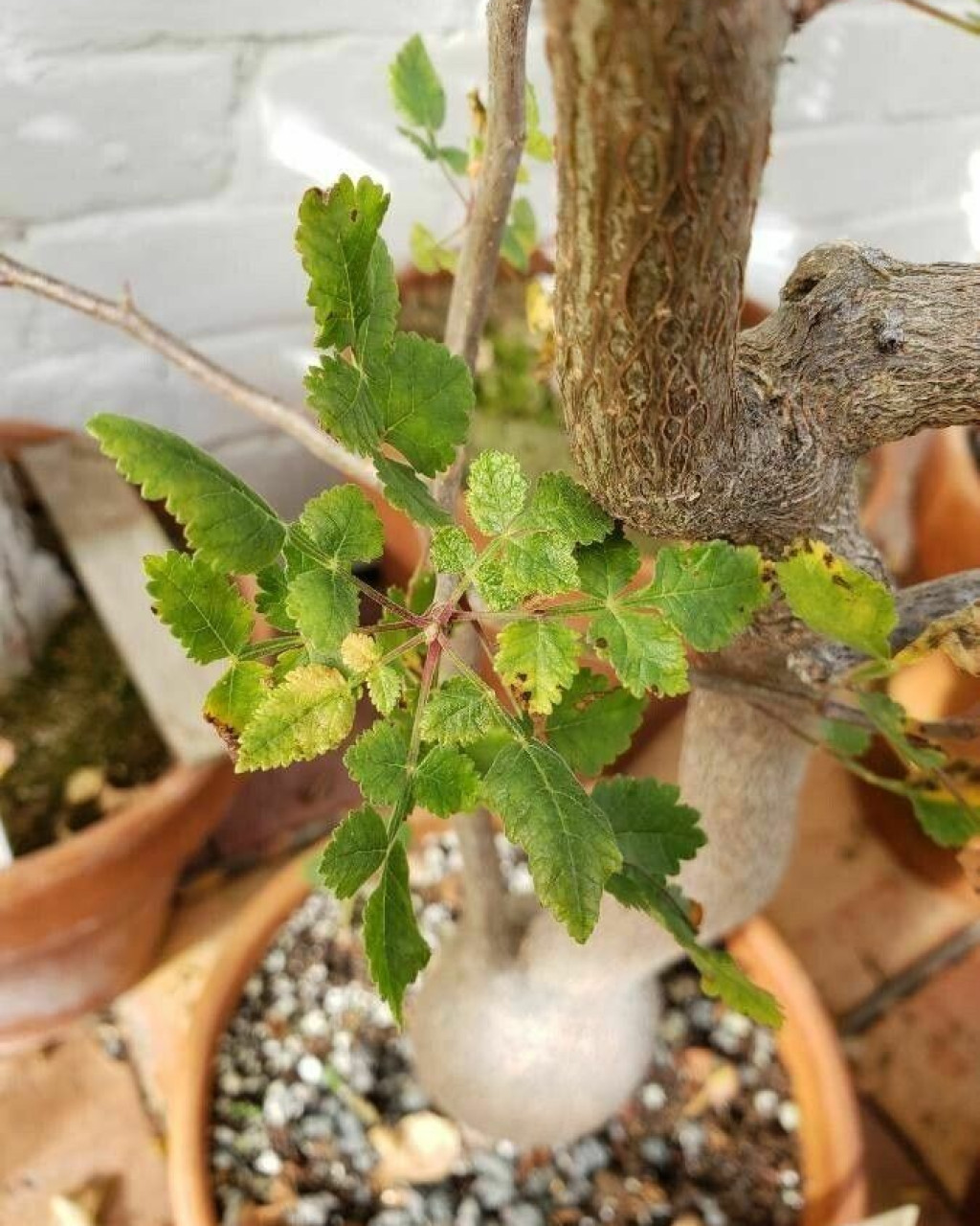 Bursera filicifolia