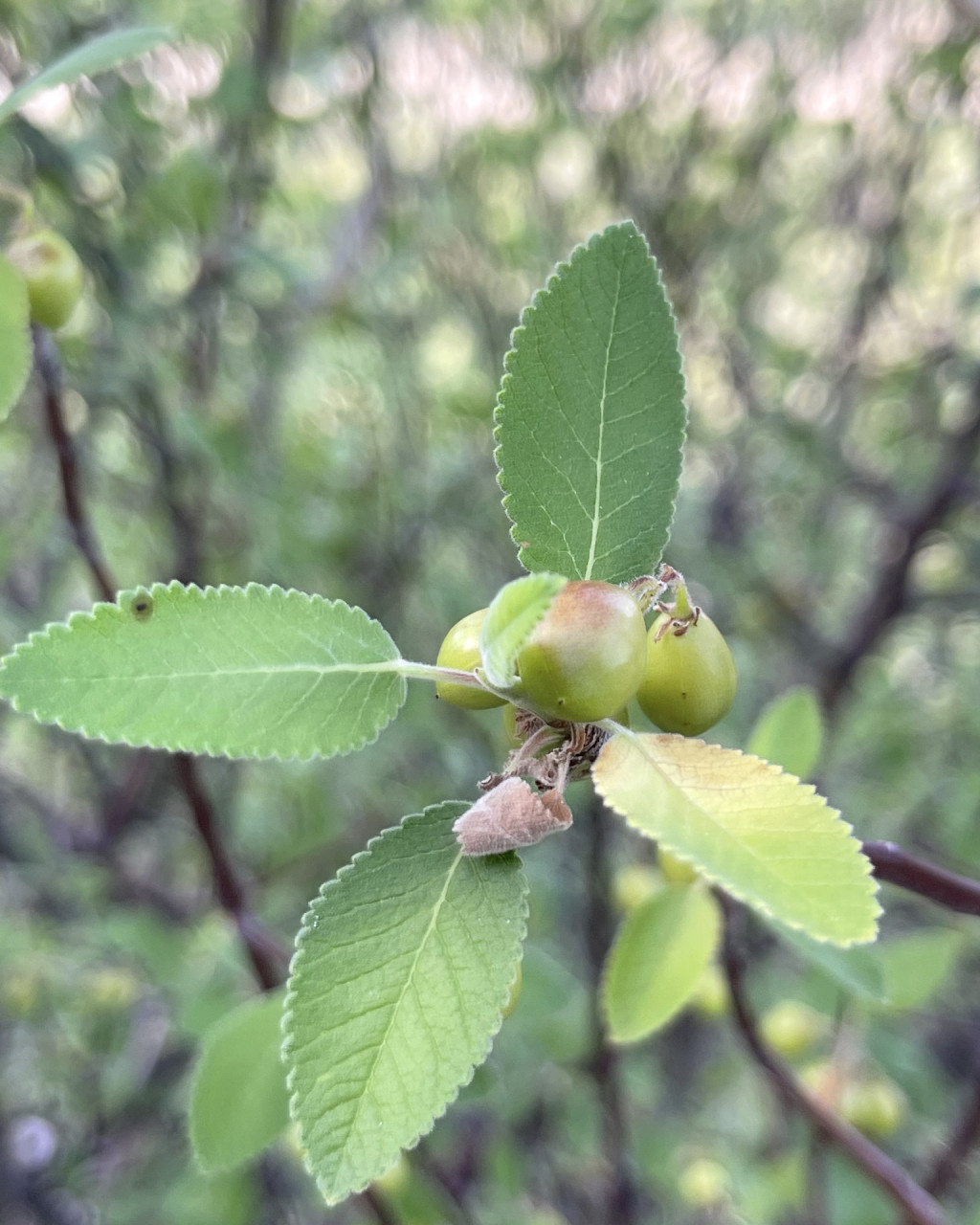 Bursera hindsiana