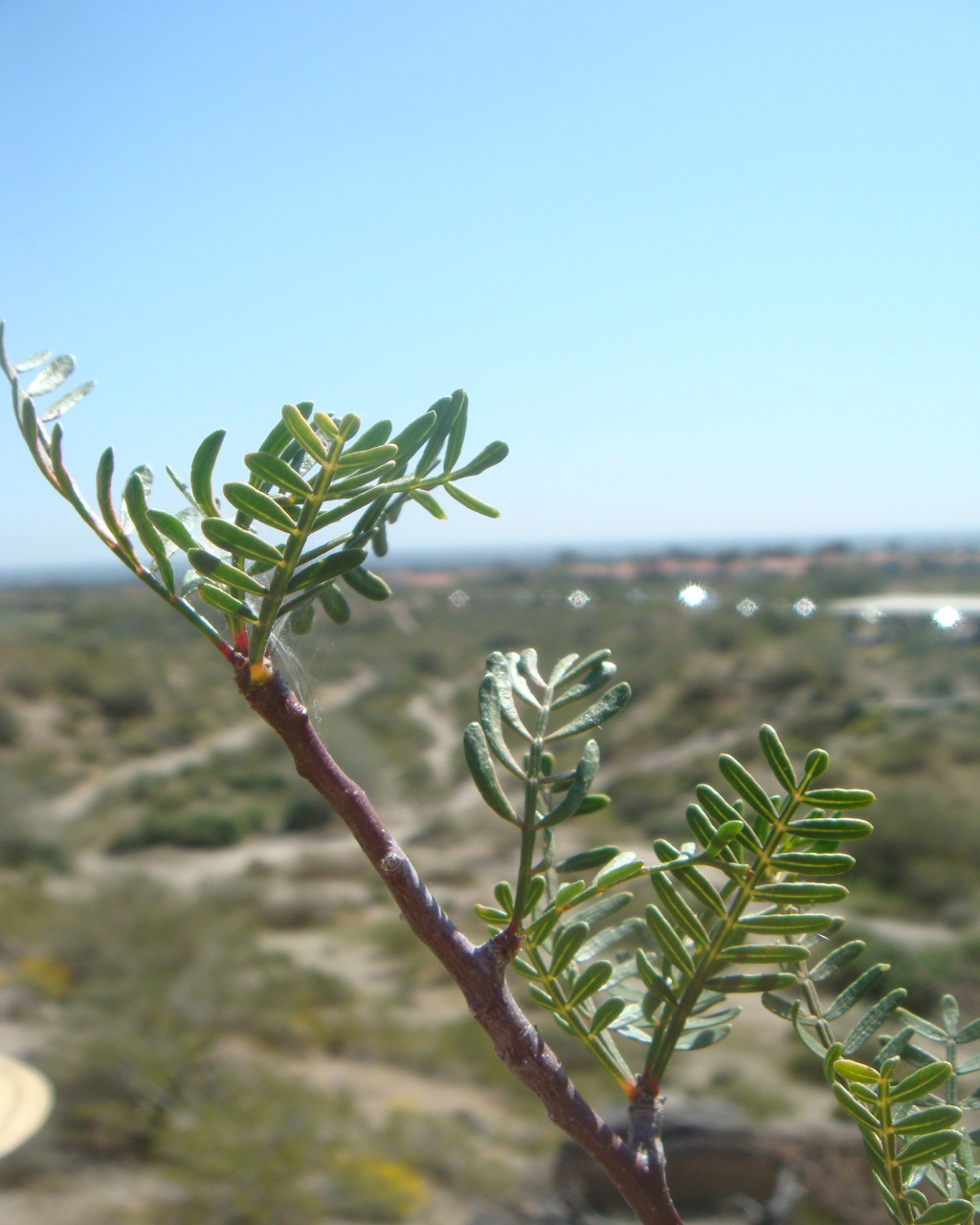 Bursera microphylla