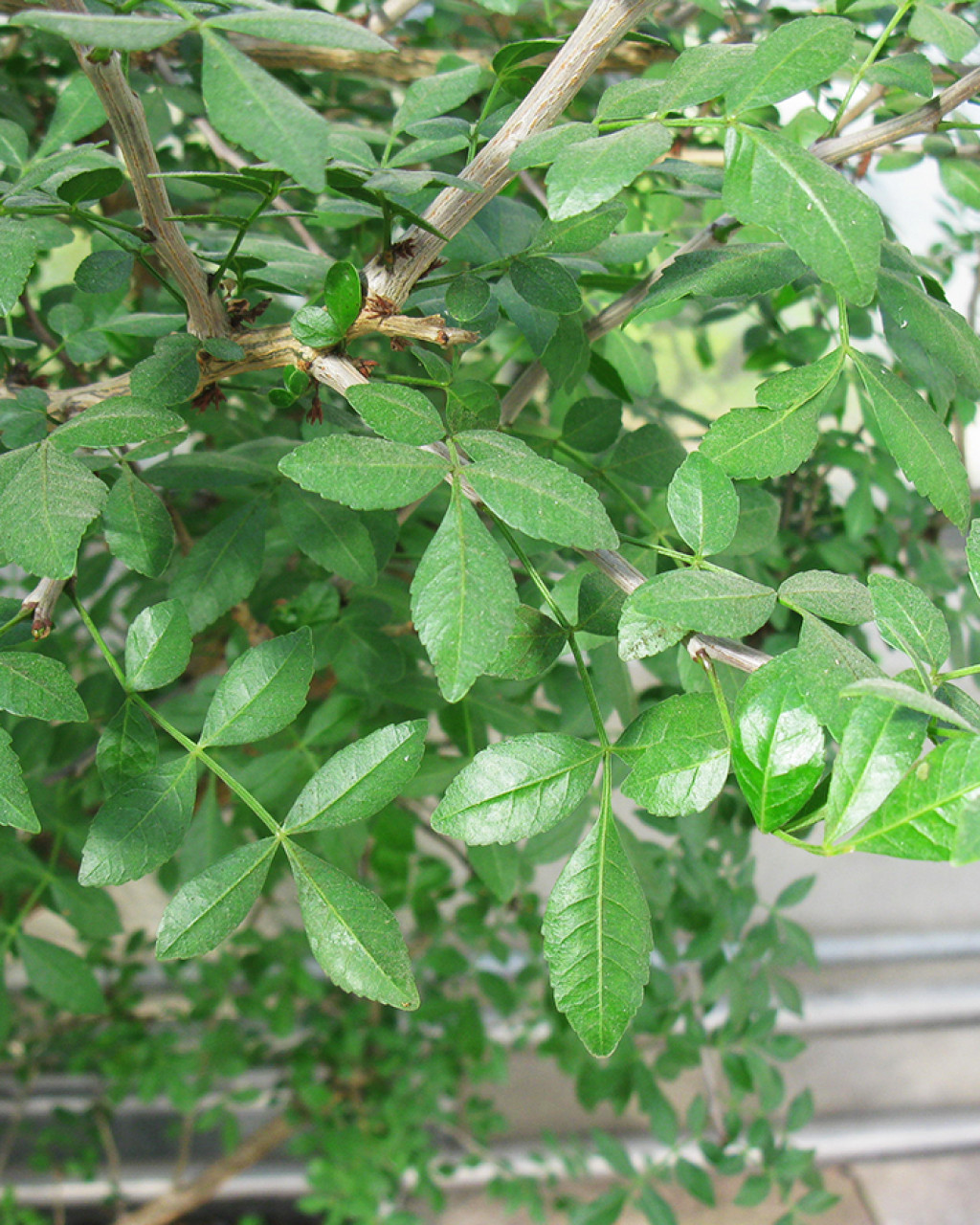 Bursera odorata