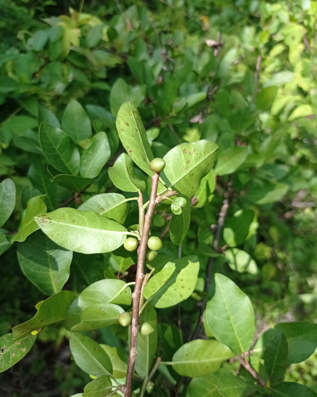 Bursera schlechtendalii