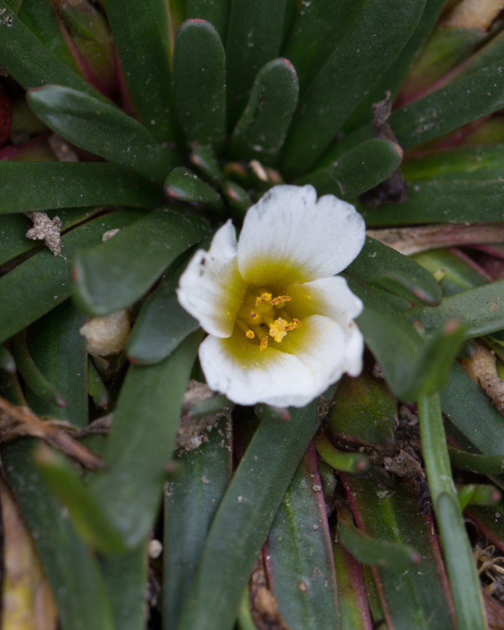 Calandrinia acaulis