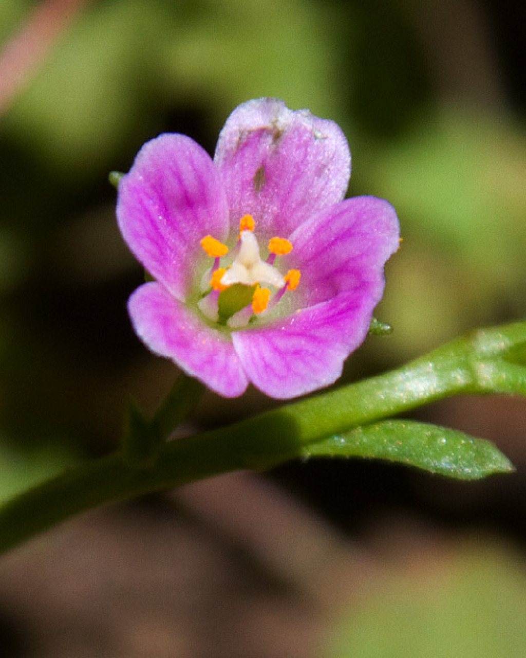 Calandrinia breweri
