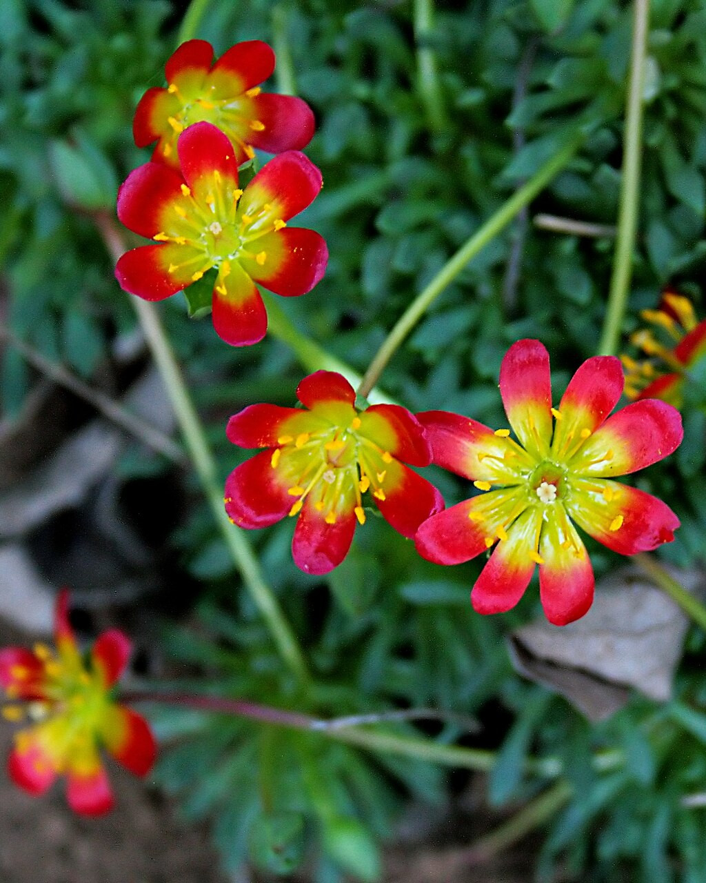 Calandrinia caespitosa