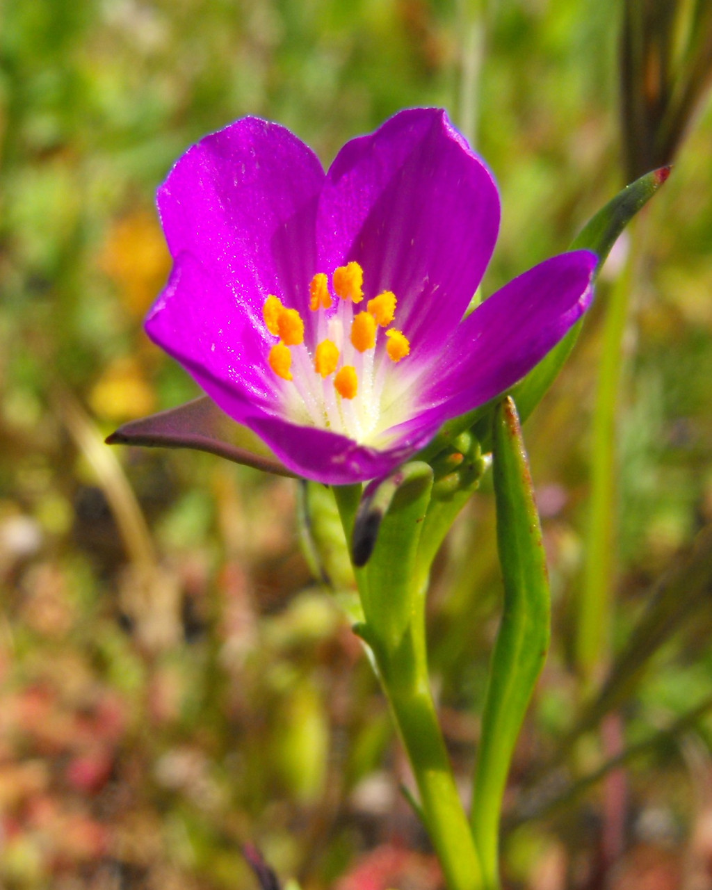 Calandrinia ciliata