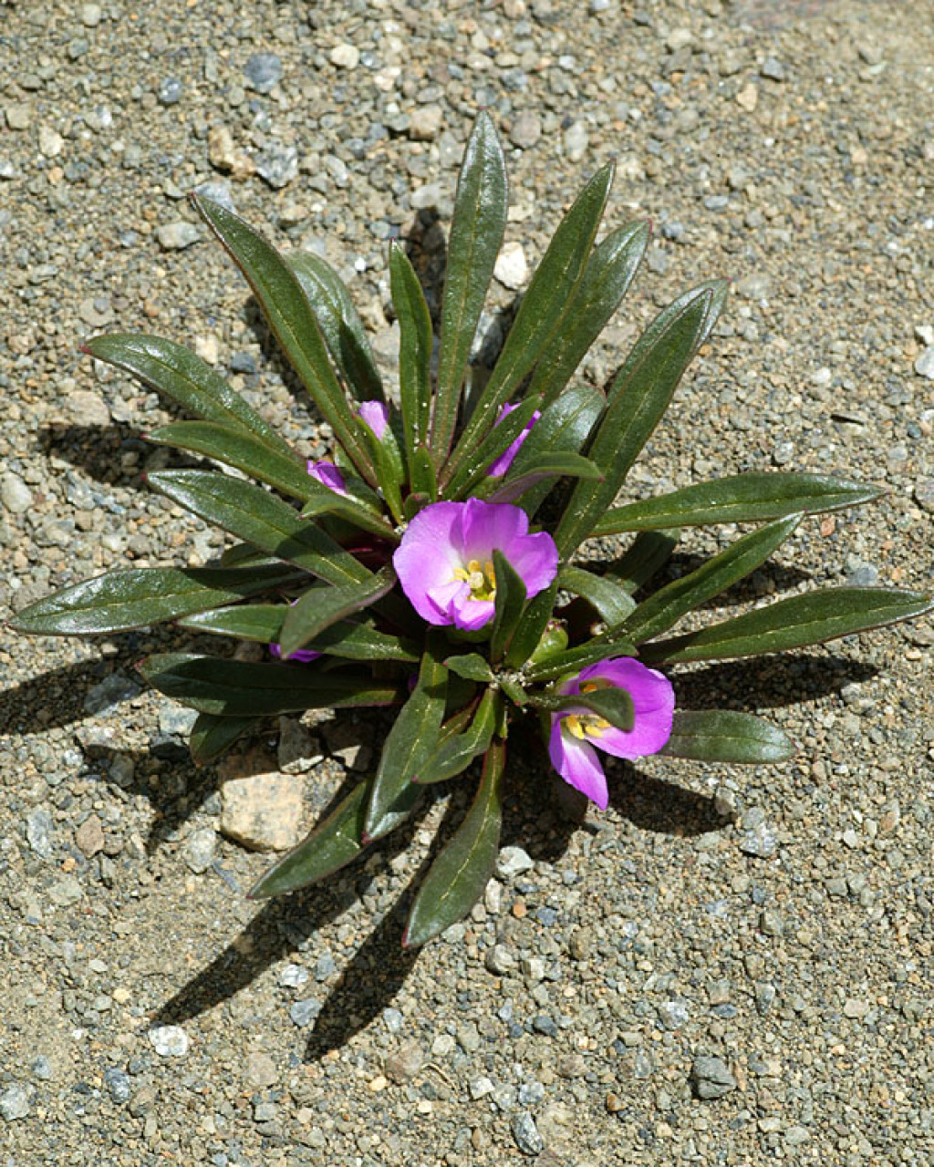 Calandrinia colchaguensis