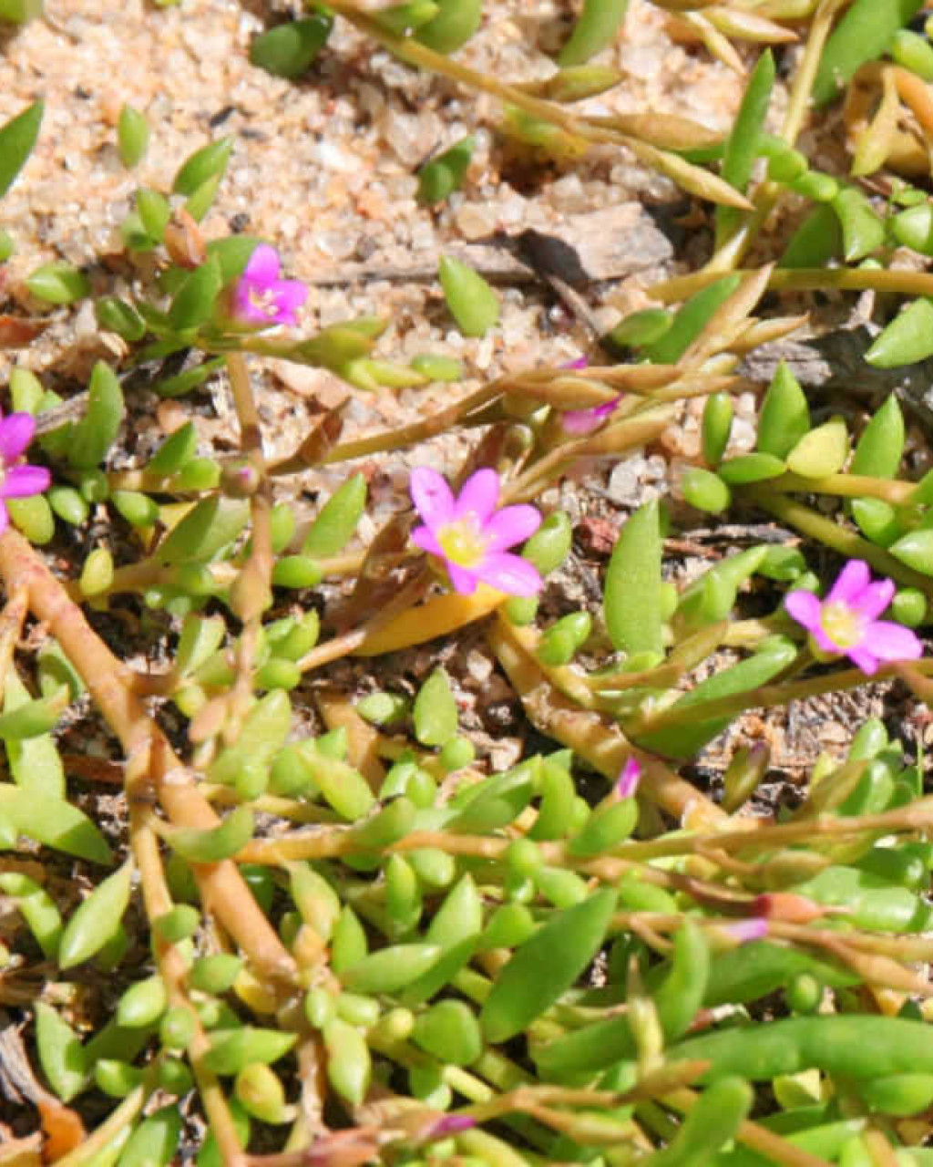 Calandrinia creethiae