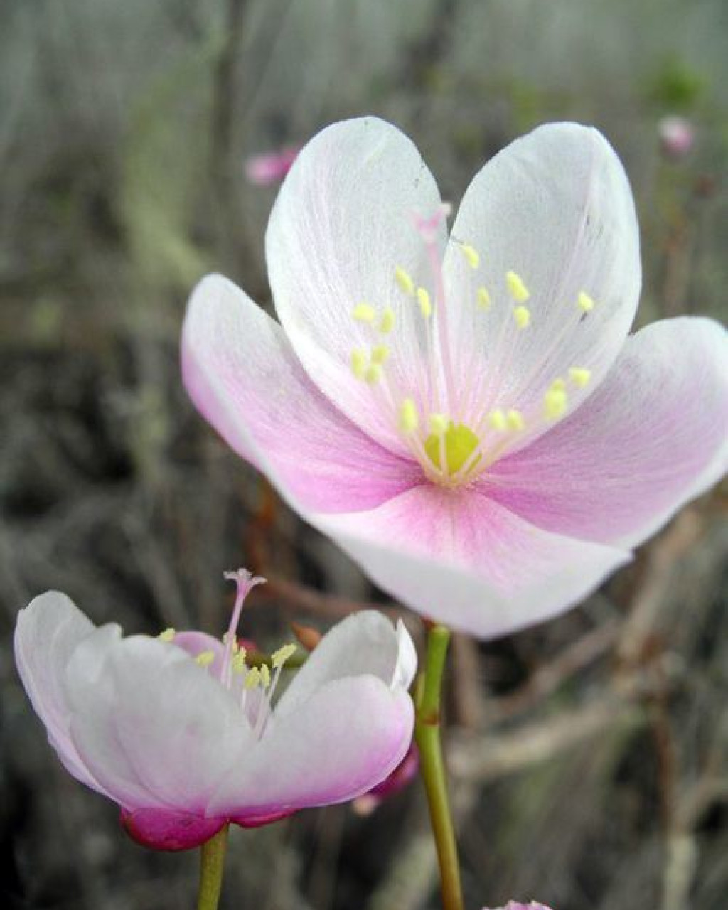 Calandrinia galapagosa