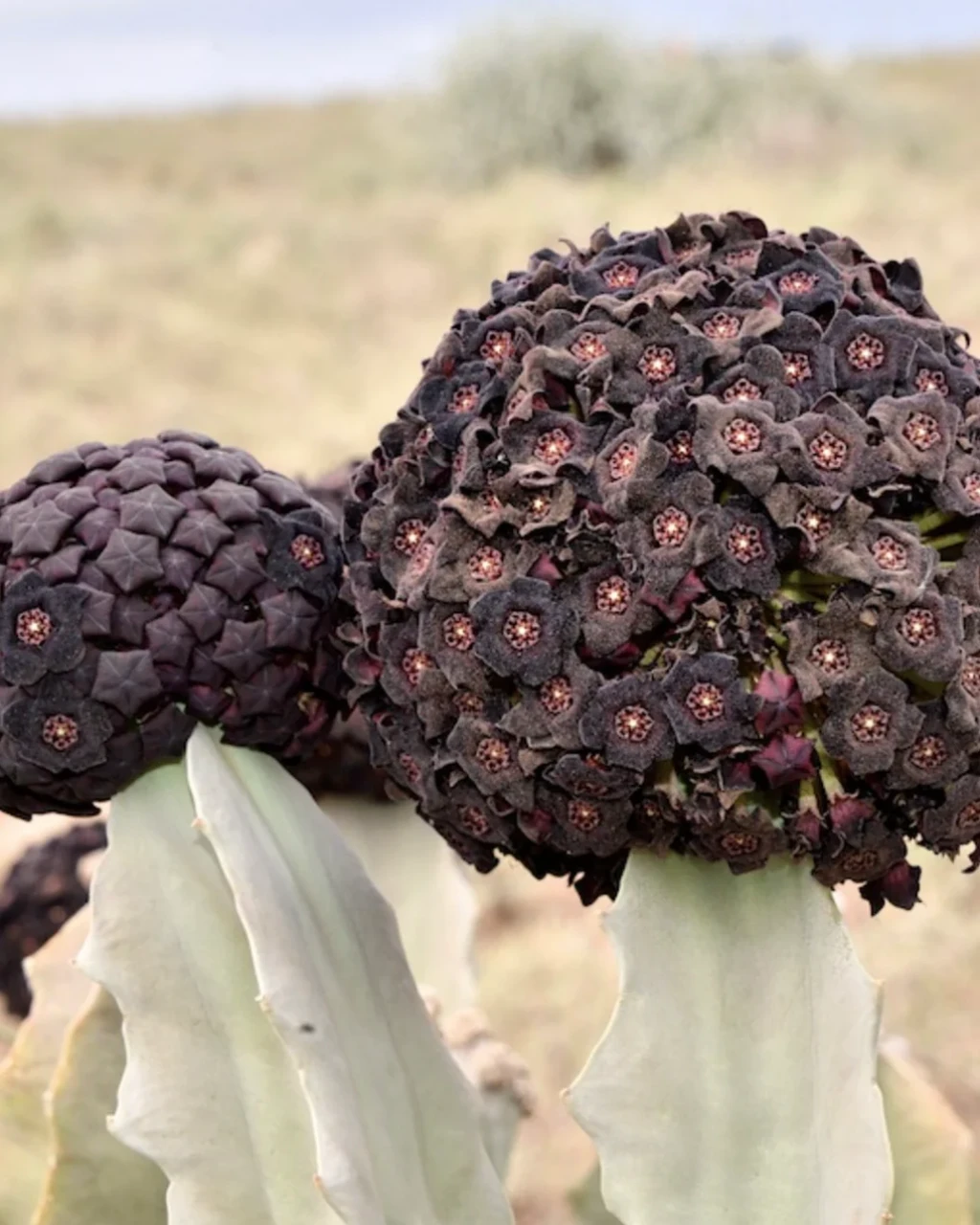 Caralluma acutangula