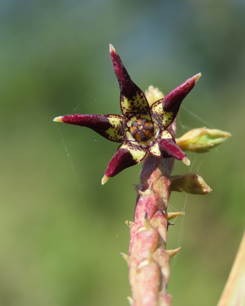 Caralluma adscendens