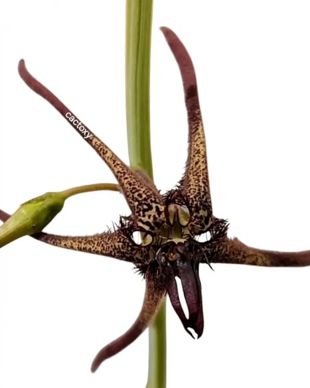 Caralluma arachnoidea