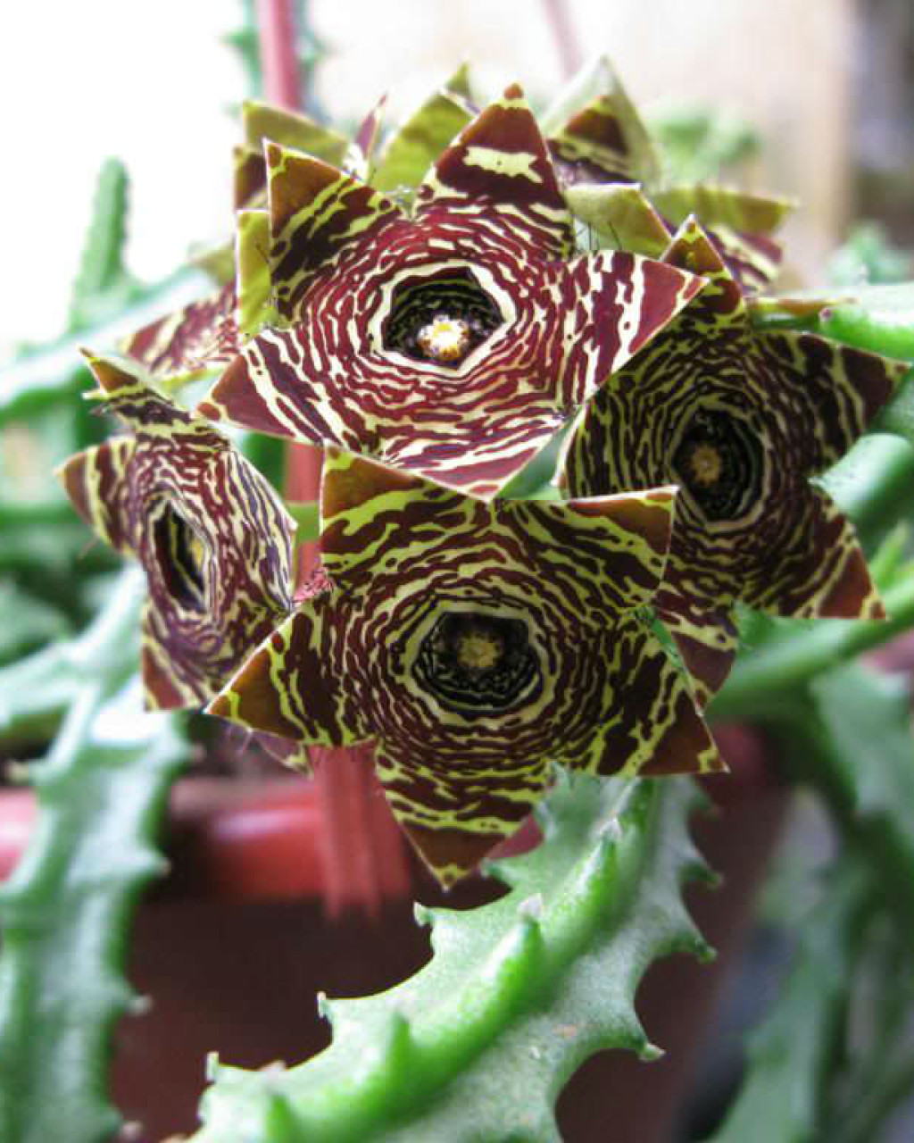 Caralluma crenulata