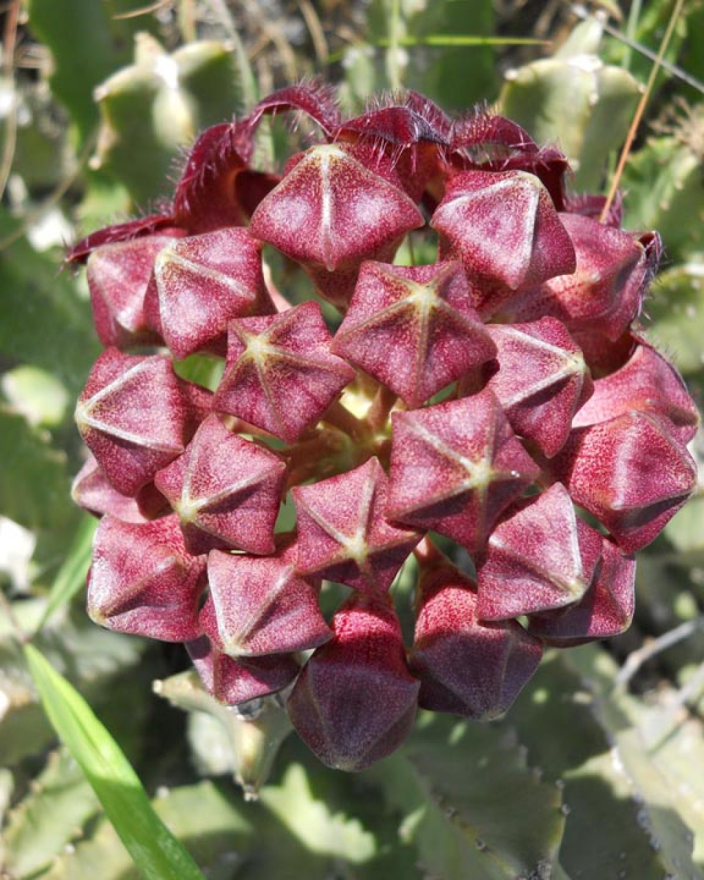 Caralluma diffusa