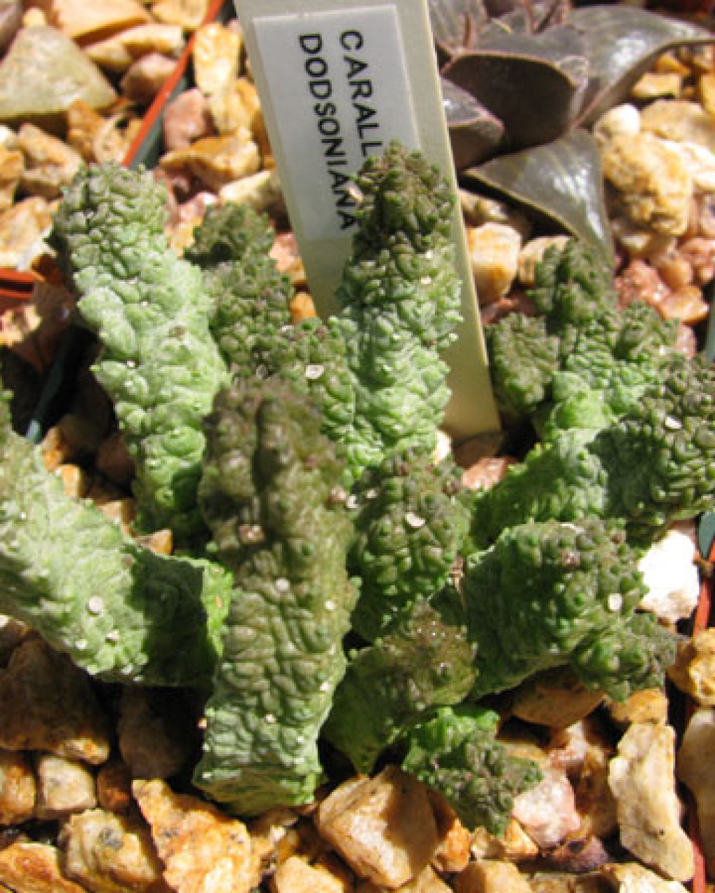 Caralluma Dodsoniana